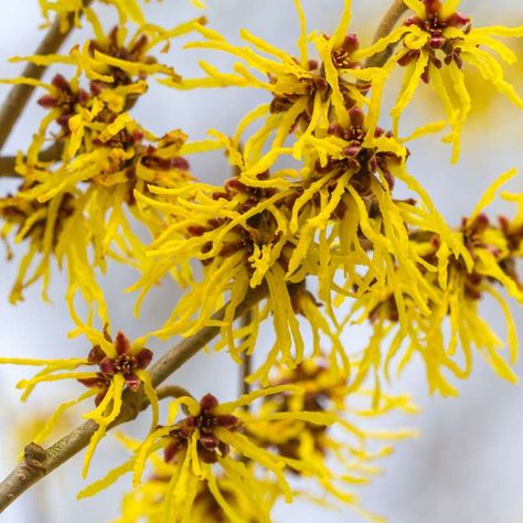 Hamamelis Calm Mist